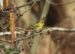 6-Tarin des aulnes | Spinus spinus | Eurasian Siskin